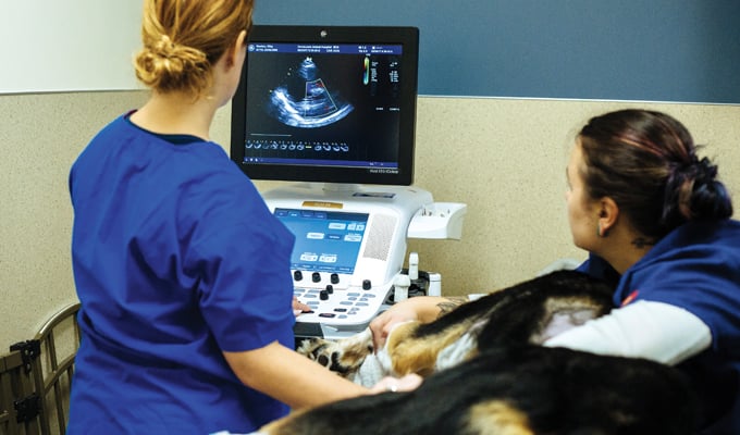 veterinary cardiology